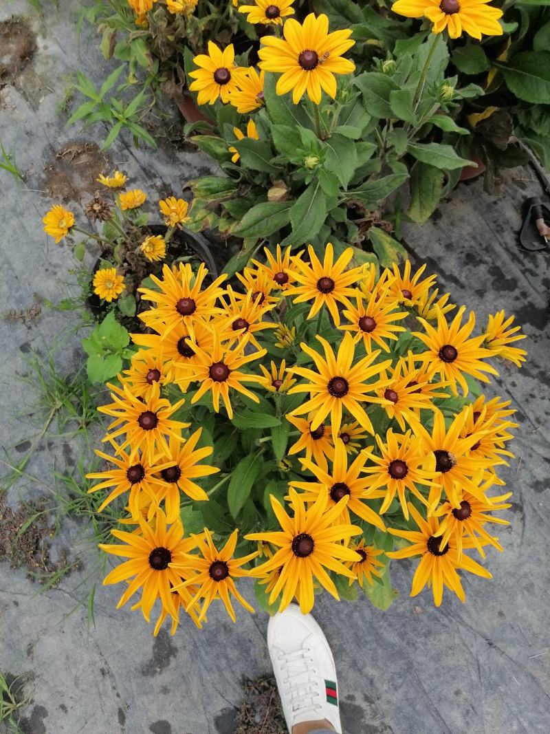 自家苗圃供应金光菊金光菊又名黄菊一手货源