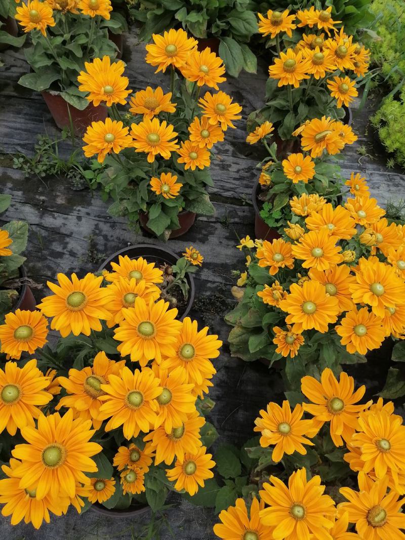 自家苗圃供应金光菊金光菊又名黄菊一手货源
