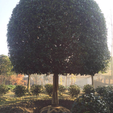 10公分桂花，12公分桂花，15公分桂花