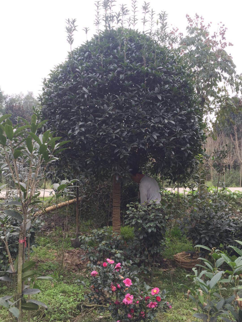 10公分桂花，12公分桂花，15公分桂花