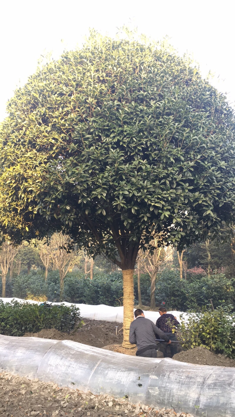 10公分桂花，12公分桂花，15公分桂花