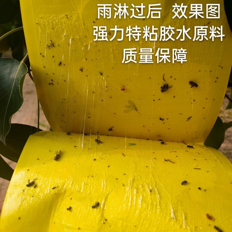 瓜果实蝇粘胶板果蝇实蝇贴针蜂粘虫板农用果园诱粘板苍蝇蚊诱