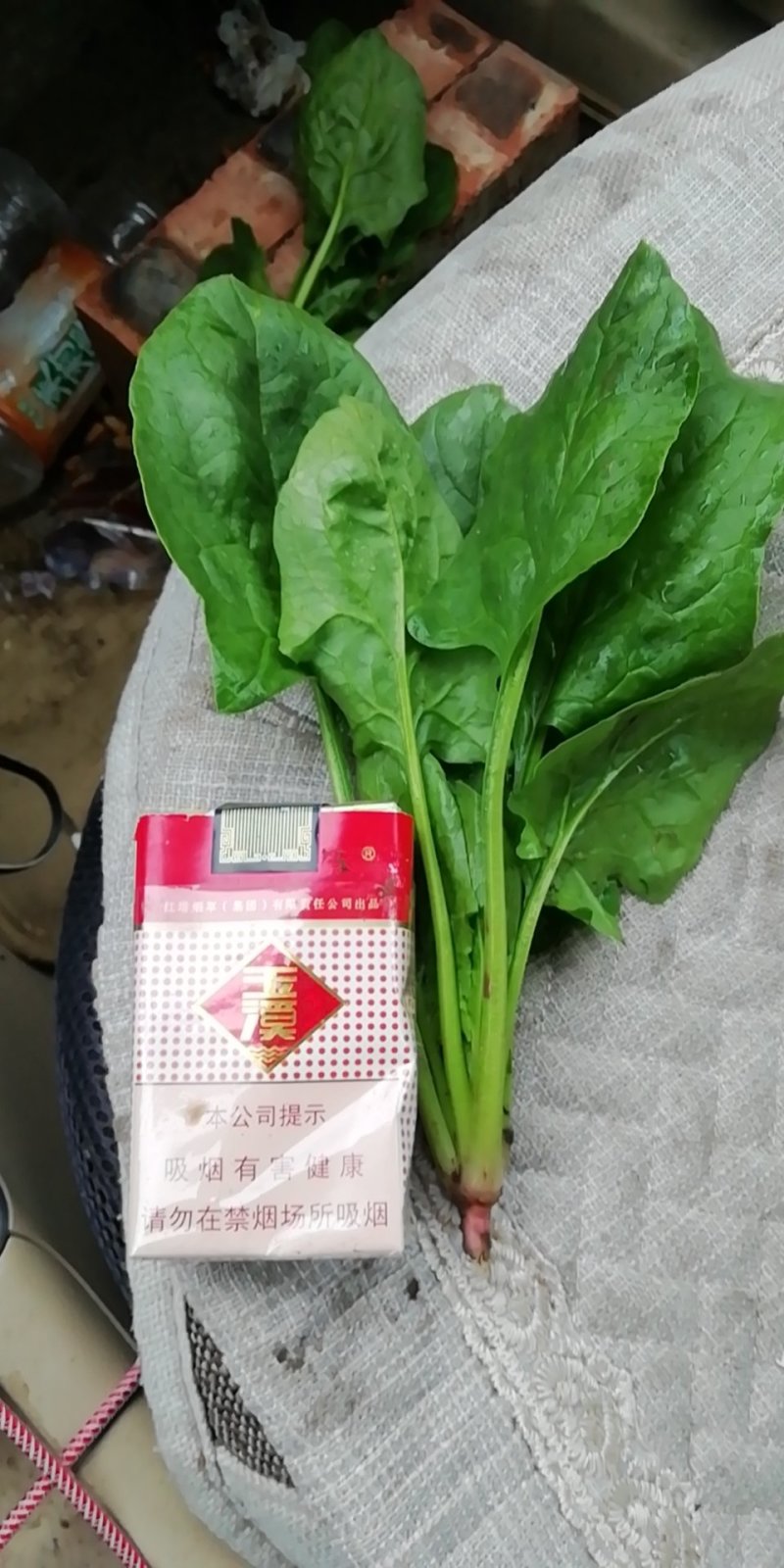 张家口坝上大叶菠菜