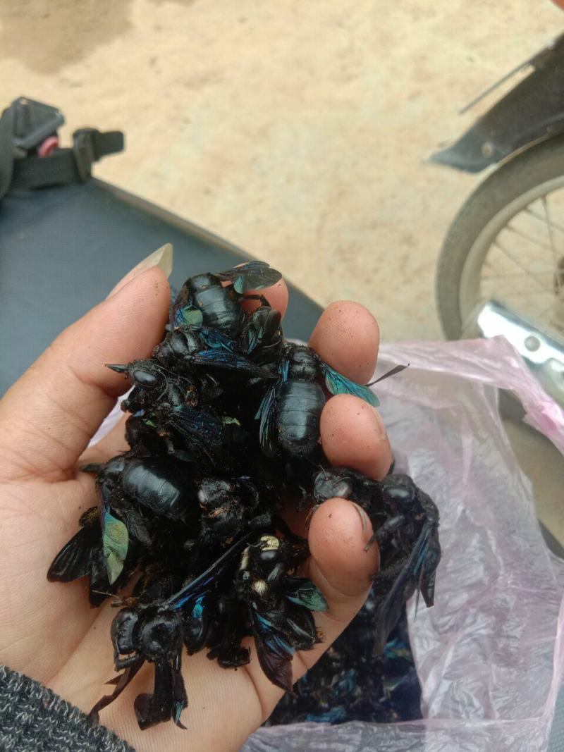 竹蜂，全干无糖无油