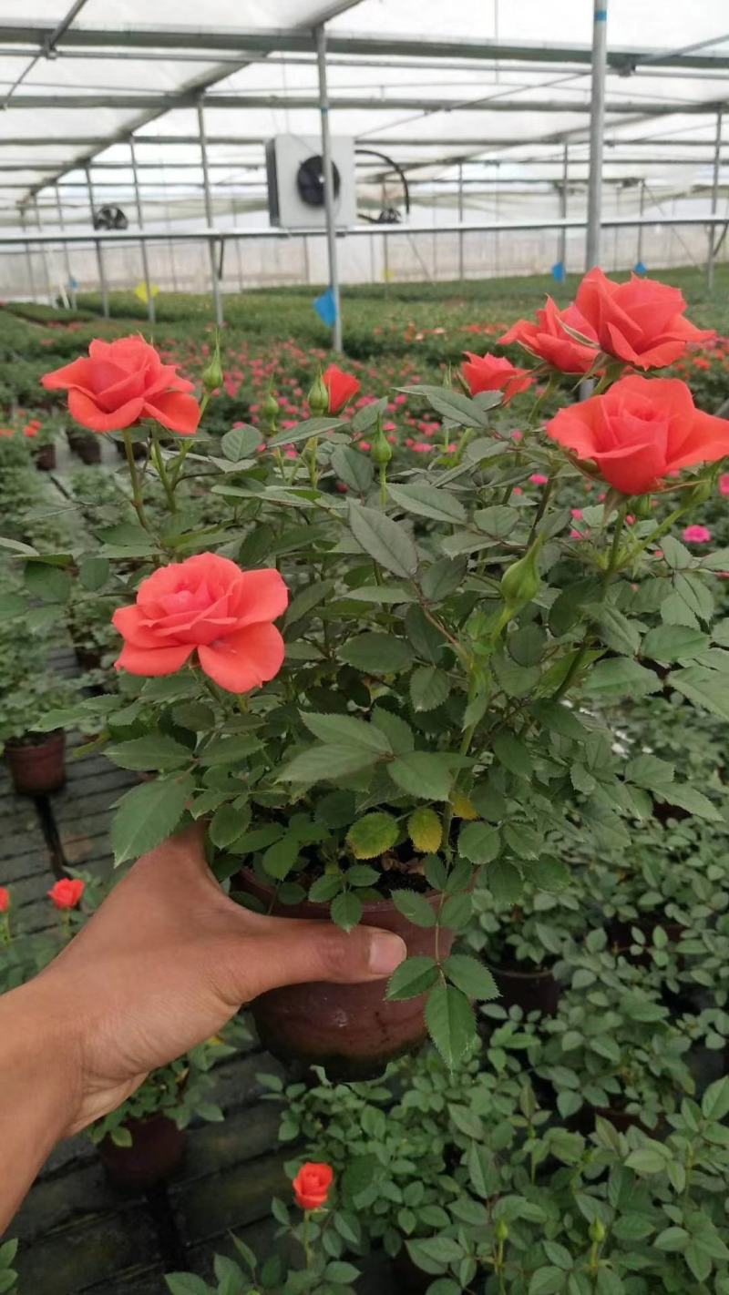 品种月季，基地直销，常年销售各种绿化苗木。