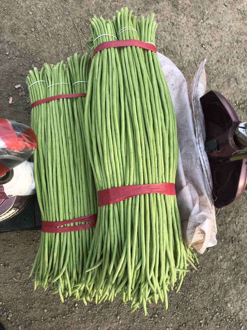 山东兰陵豆角，质量保证兰陵长豆角山东豇豆基地直采