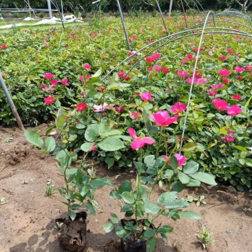 丰花月季,基地直销,常年销售各种绿化苗木。