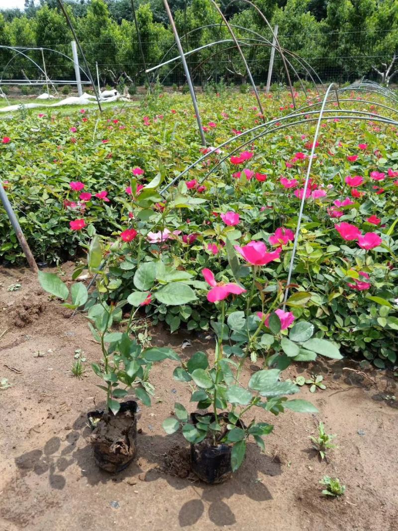 丰花月季，基地直销，常年销售各种绿化苗木。