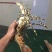 龙虾海鲜，大龙虾，直龙，国内货，小件试样7斤1件