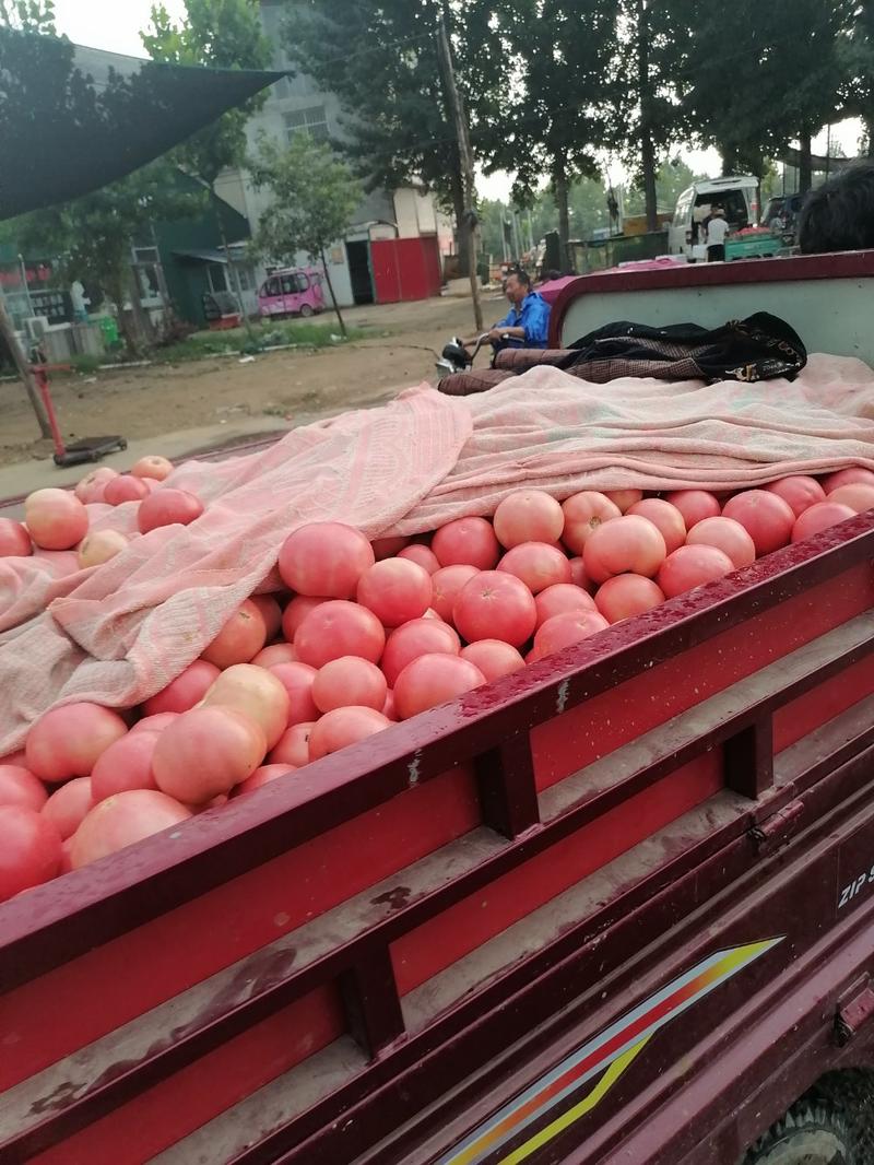郑州中牟硬粉西红柿上市