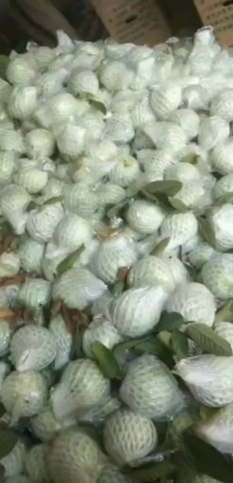 番石榴大量，每天可以供应，电商，市场，3到8万斤