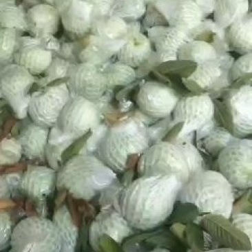 番石榴大量，每天可以供应，电商，市场，3到8万斤