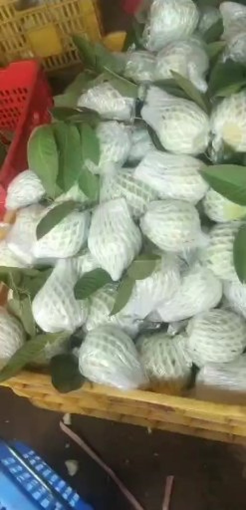 番石榴大量，每天可以供应，电商，市场，3到8万斤