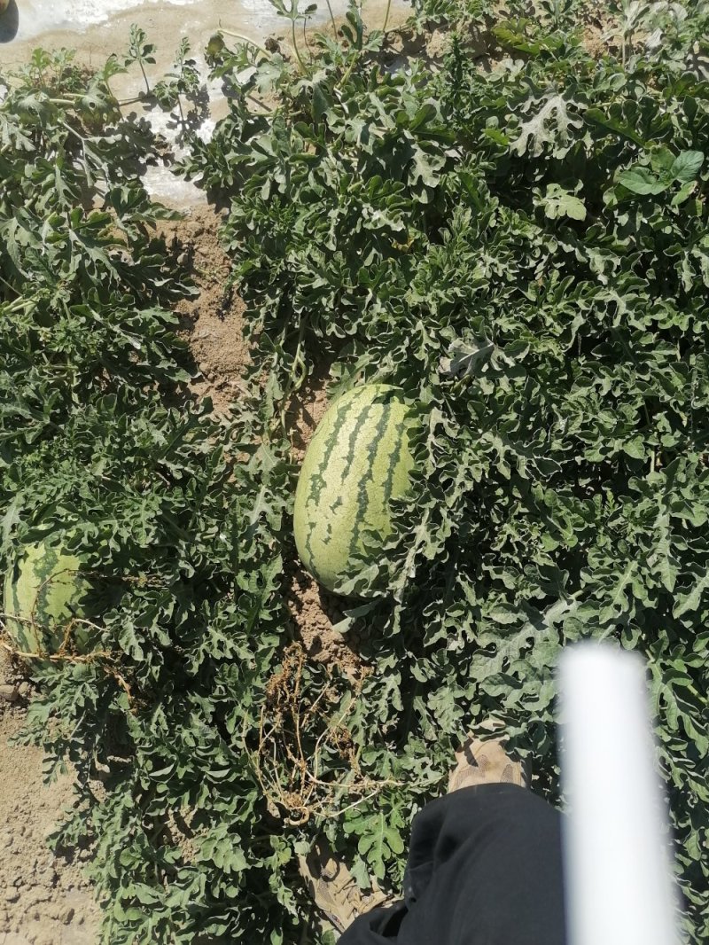 昌吉