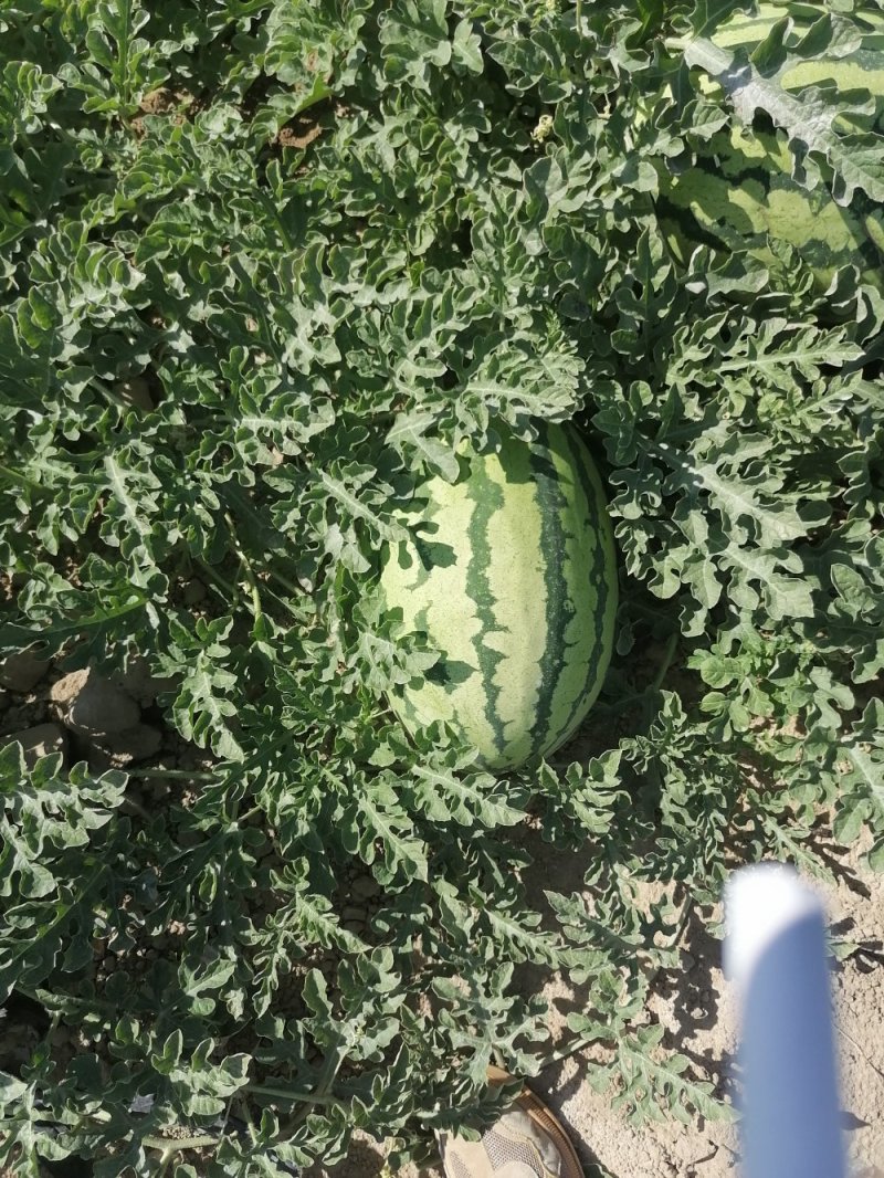 昌吉