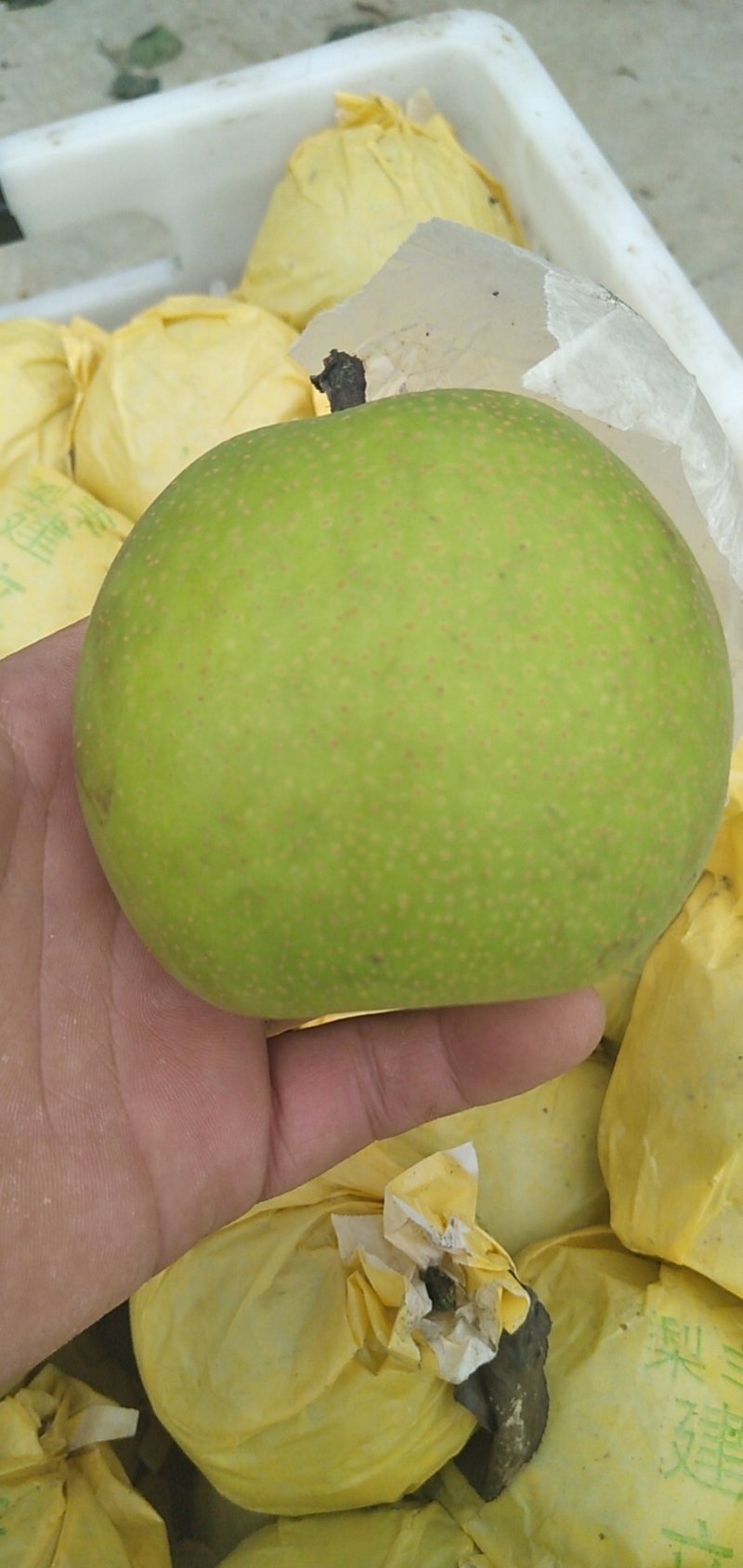 翠玉套袋，肉细，皮薄，汁多，
