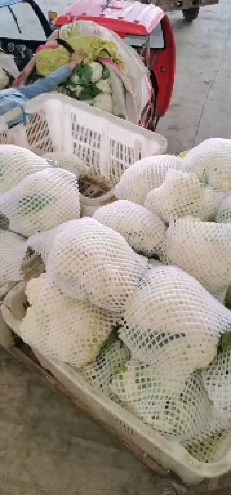 散花，兰州高原夏菜大量上市，质量有保证，价格不高