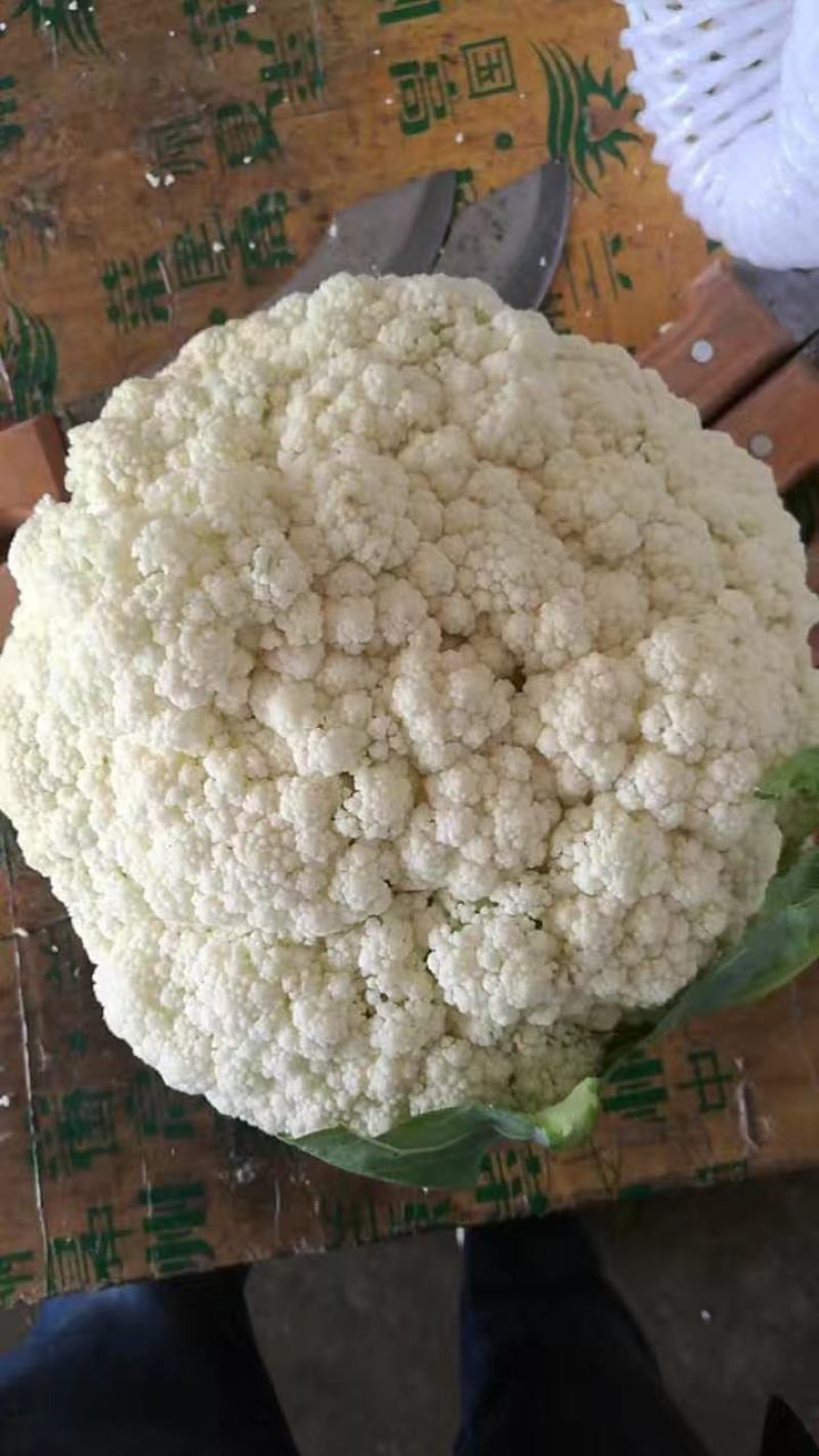 散花，兰州高原夏菜大量上市，质量有保证，价格不高