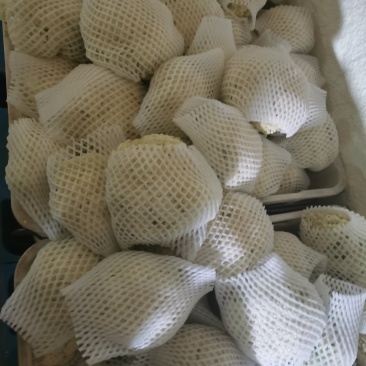 散花，兰州高原夏菜大量上市，质量有保证，价格不高