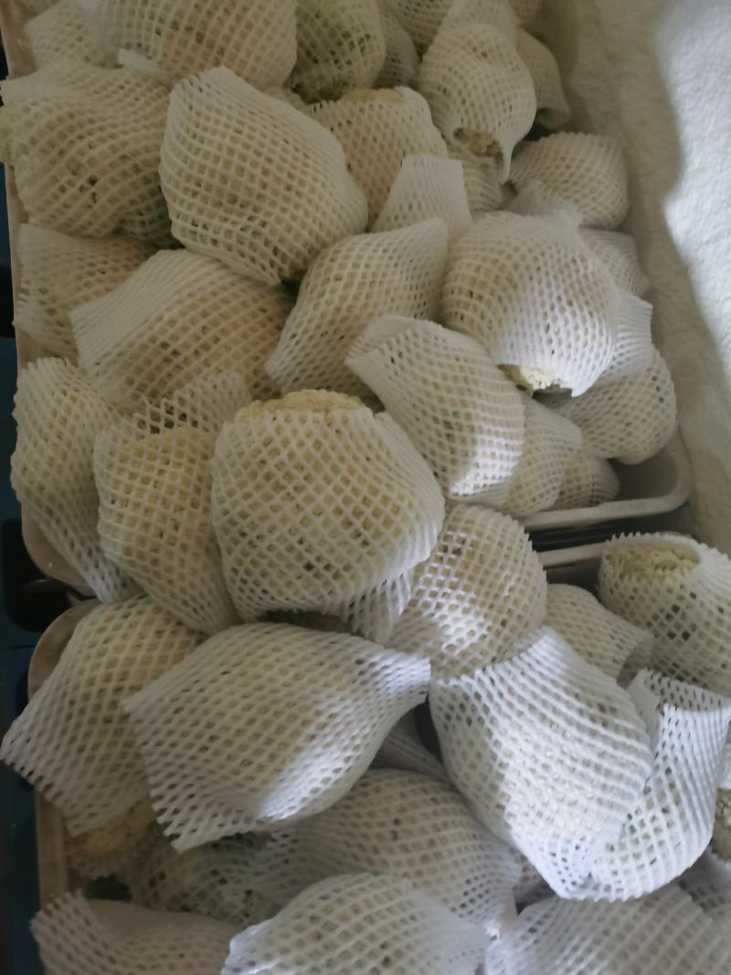 散花，兰州高原夏菜大量上市，质量有保证，价格不高