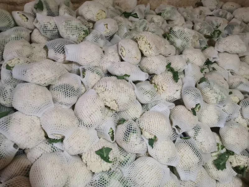 散花，兰州高原夏菜大量上市，质量有保证，价格不高