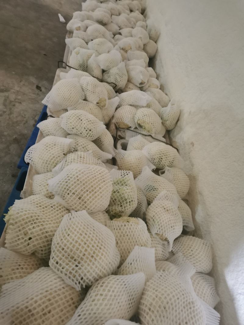 散花，兰州高原夏菜大量上市，质量有保证，价格不高