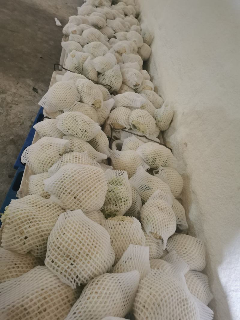 散花，兰州高原夏菜大量上市，质量有保证，价格不高