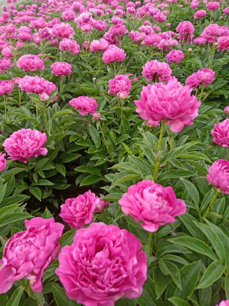 观赏芍药千花花卉盆景重瓣芍药千层花芍药基地批发包成活