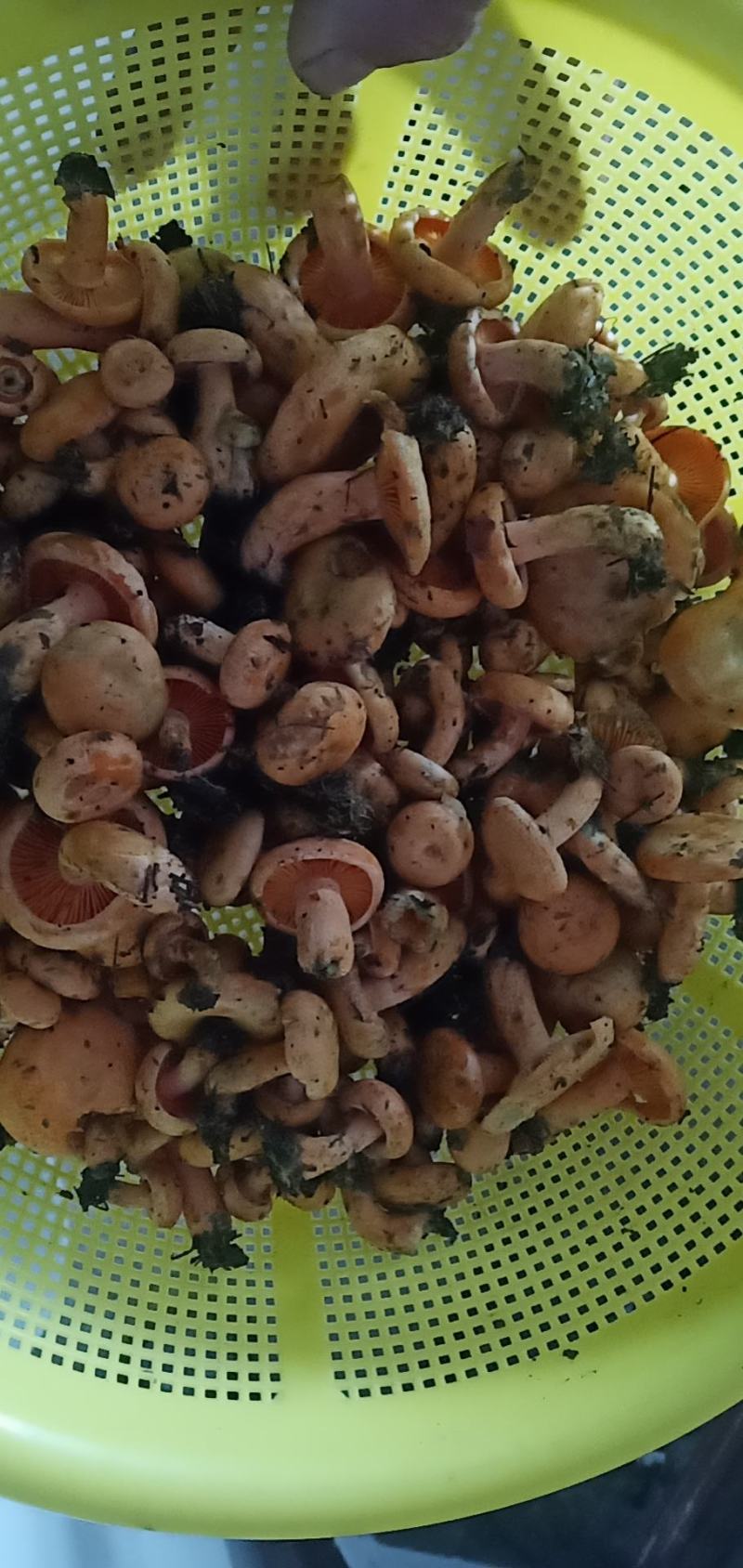 枞菌