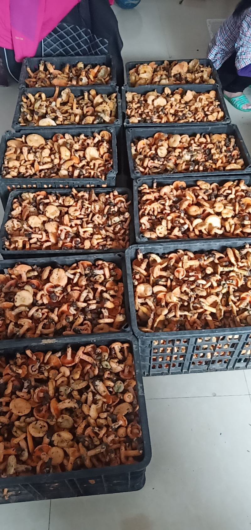 枞菌