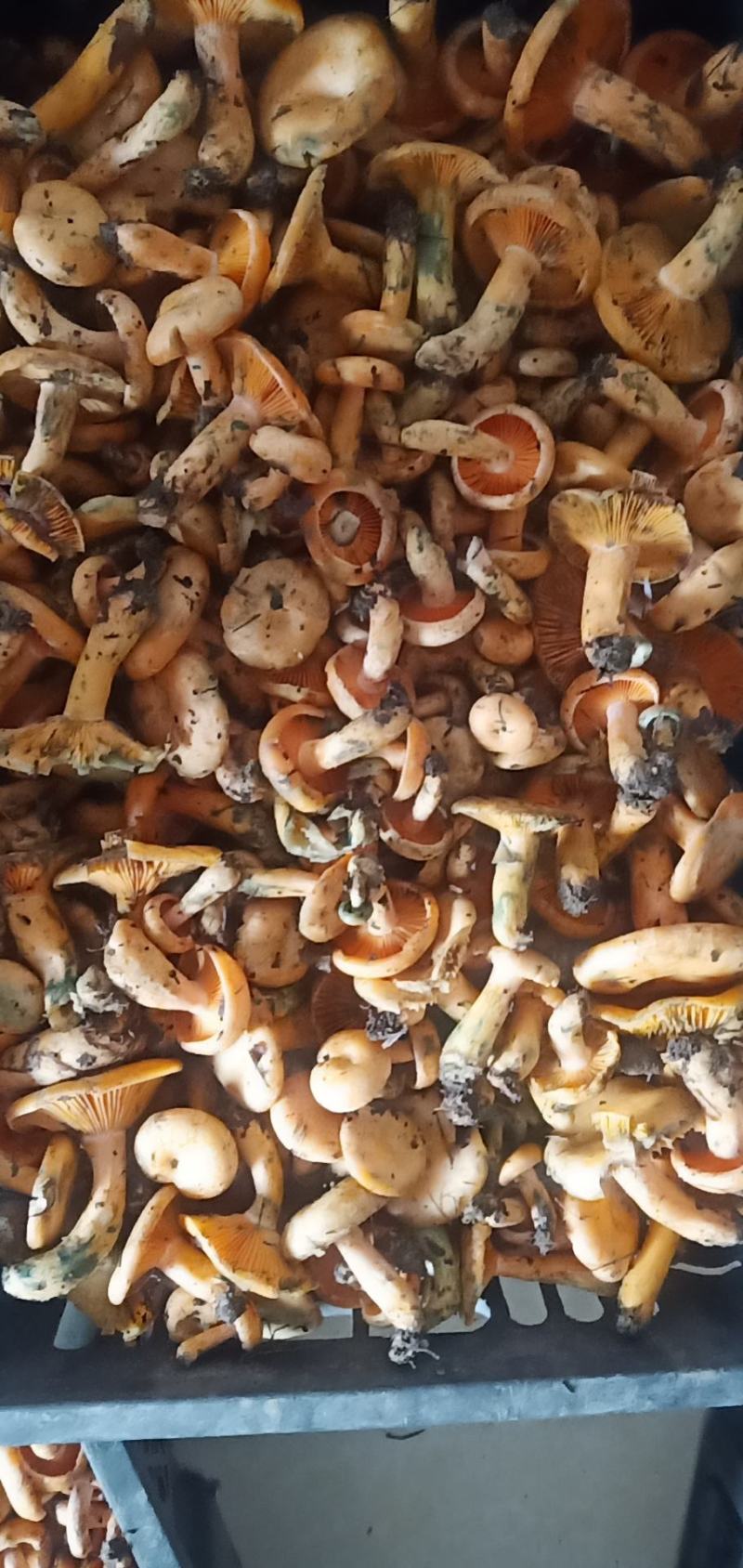 枞菌