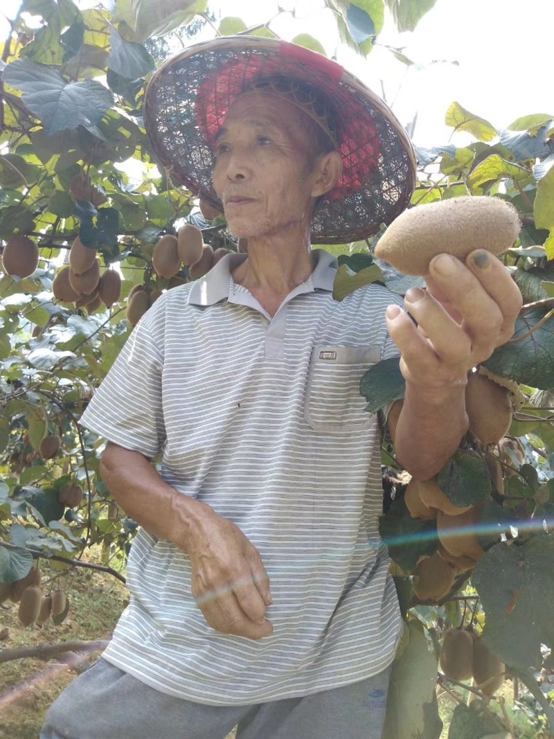 凤凰米良绿心猕猴桃，个头大，有卖相，对接商超电商批发商