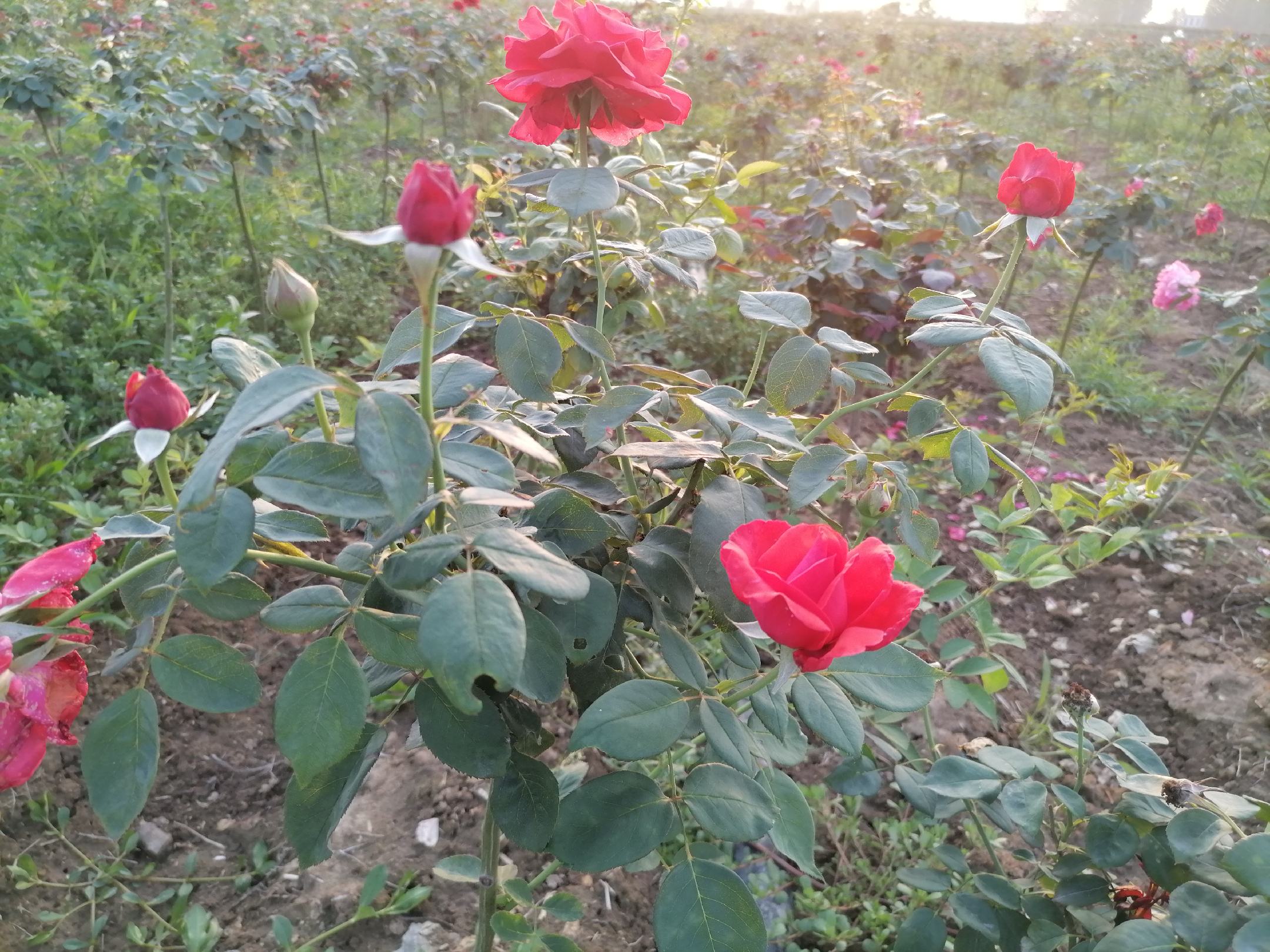 百合花与百合食材对比图