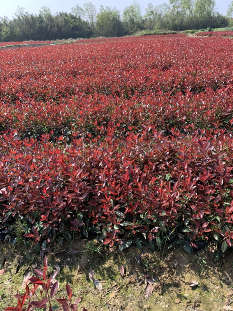 红叶石楠小杯常年供应规格齐全货源充足