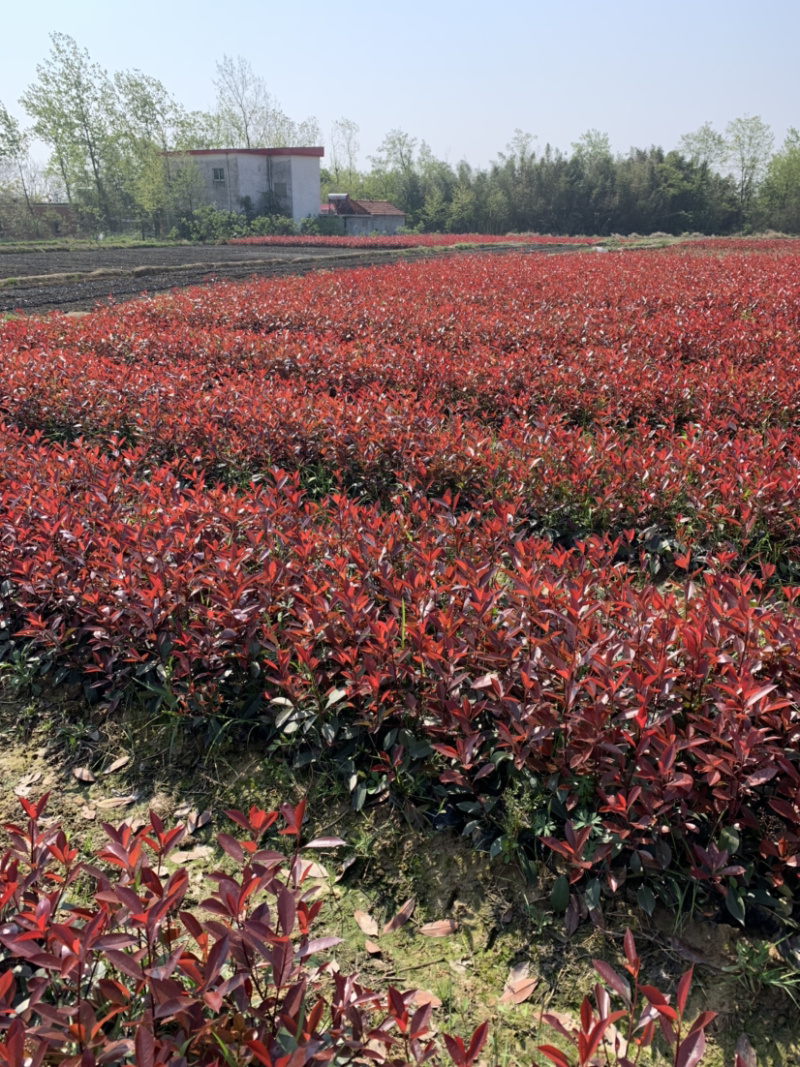 红叶石楠小杯常年供应规格齐全货源充足