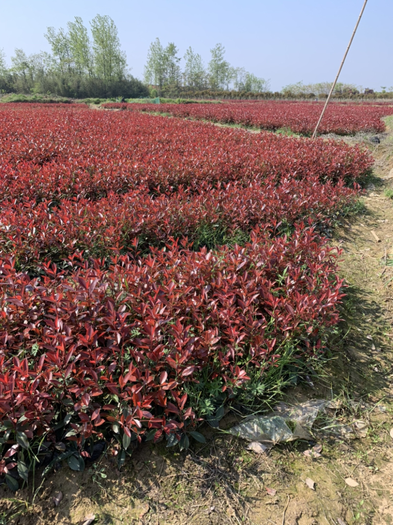 红叶石楠小杯常年供应规格齐全货源充足