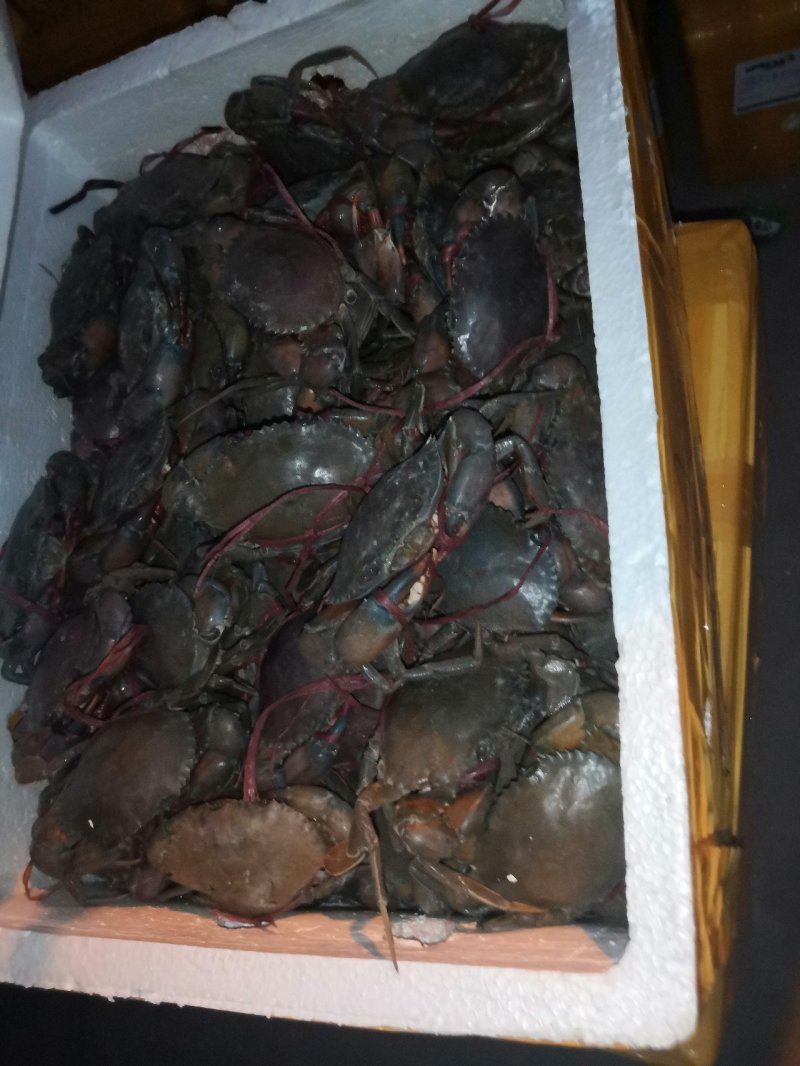 缅甸青蟹，锯缘青蟹铁蟹，膏蟹，冻蟹批发，酒店专业配送