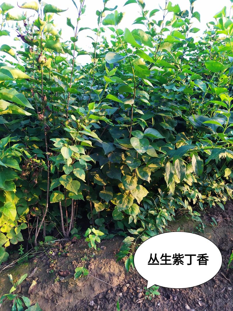 供应，丛生紫丁香80-150高，4个分枝以上