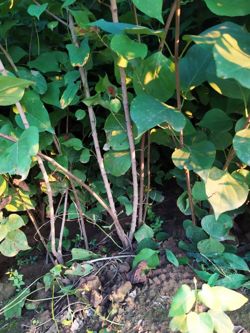 供应，丛生紫丁香80-150高，4个分枝以上