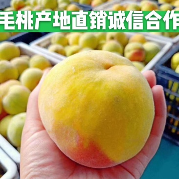 砀山黄桃精品黄桃4两以上大量上市货源充足