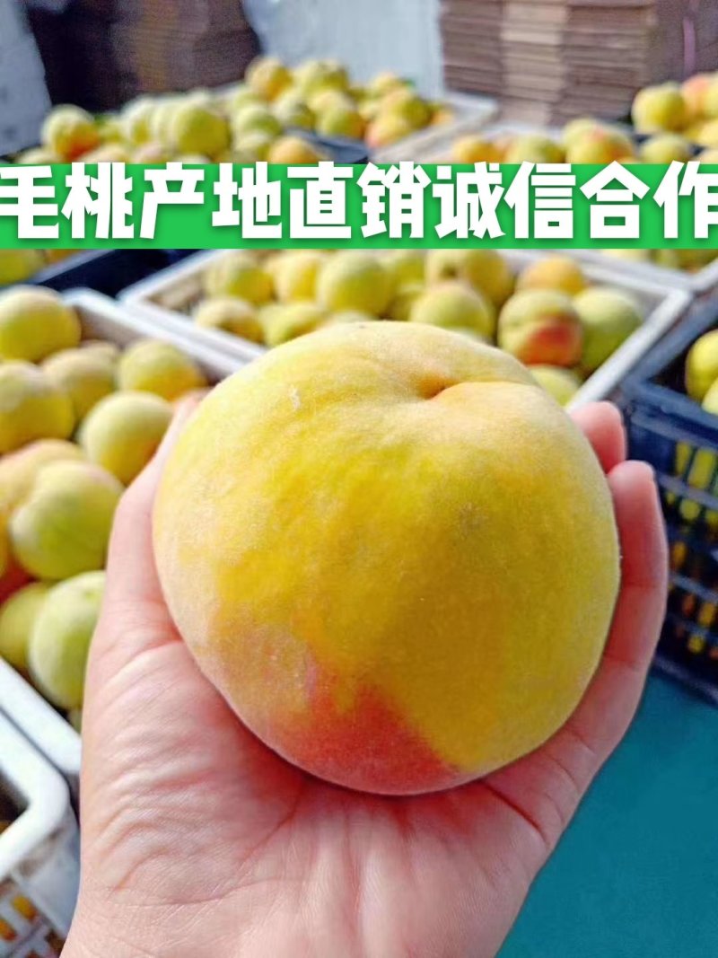 砀山黄桃精品黄桃4两以上大量上市货源充足