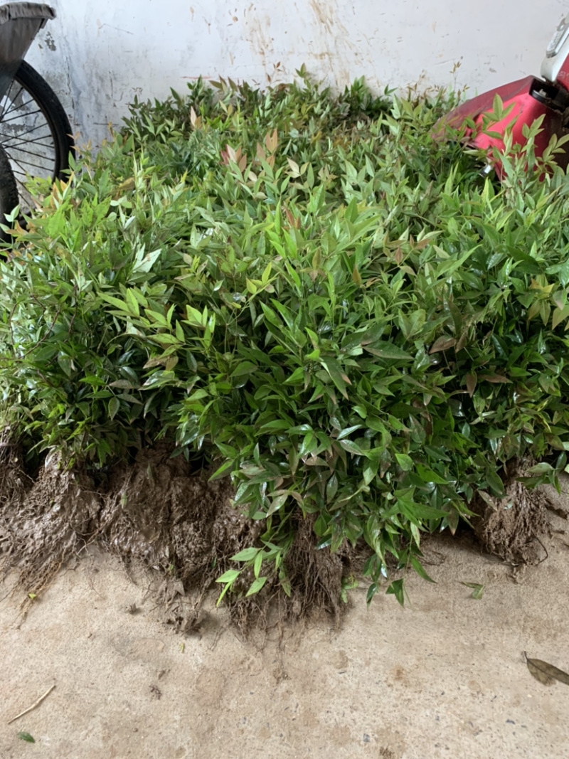 南天竹合作社繁育1000亩供应