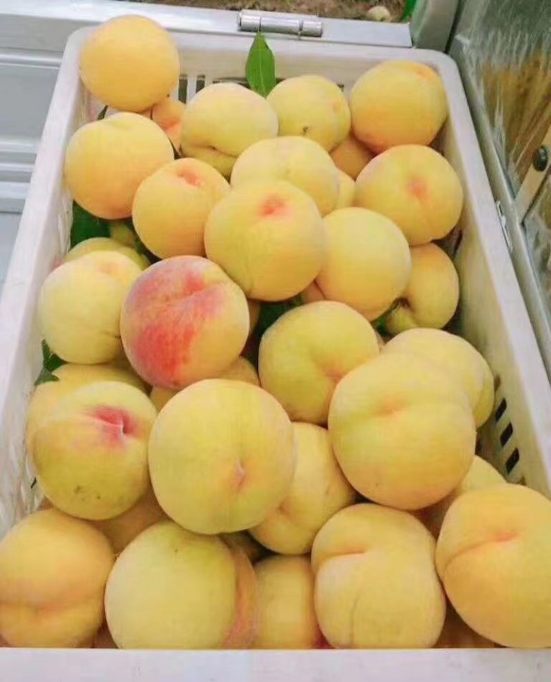 砀山黄桃精品黄桃4两以上大量上市货源充足