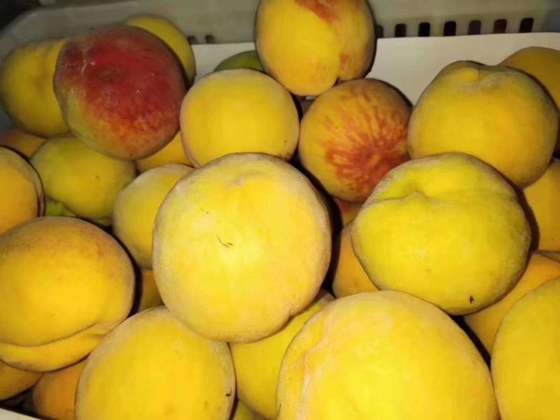 砀山黄桃精品黄桃4两以上大量上市货源充足