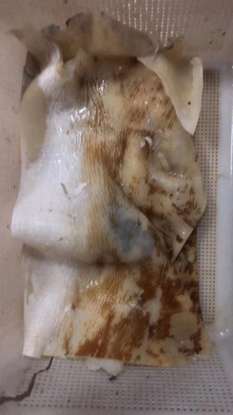 海鲜水产去沙鲨鱼皮丝500g