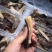 新鲜沙鱼皮，已去鲨，到手可吃