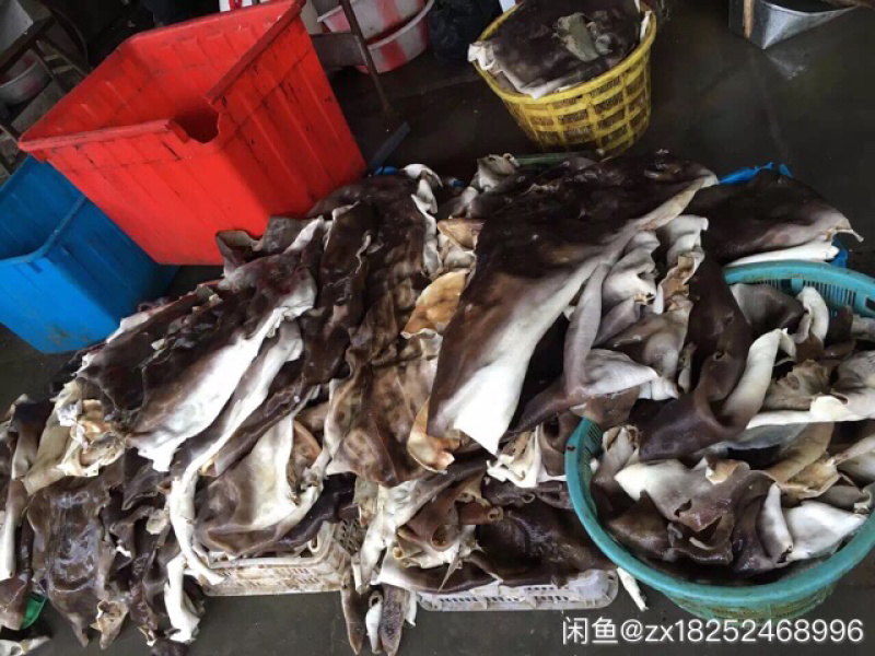 新鲜沙鱼皮，去鲨，到手可吃