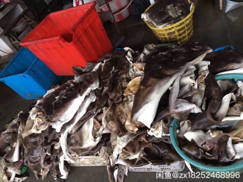 新鲜沙鱼皮，去鲨，到手可吃