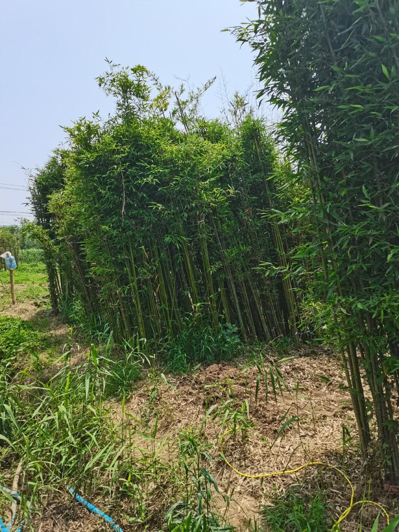 刚竹，各种规格，大量供货有需要的老板电话联系