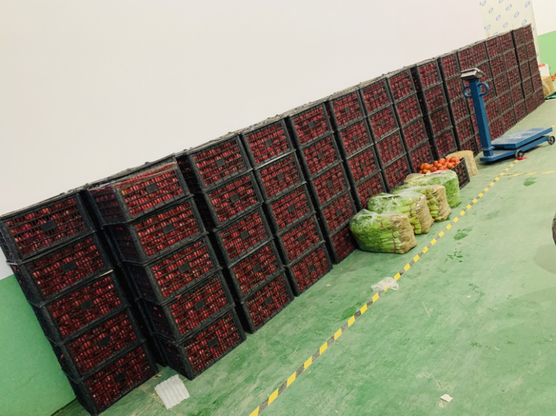西红柿大量上市，欢迎各位老板前来下单